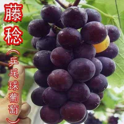 平邑县藤稔葡萄苗 