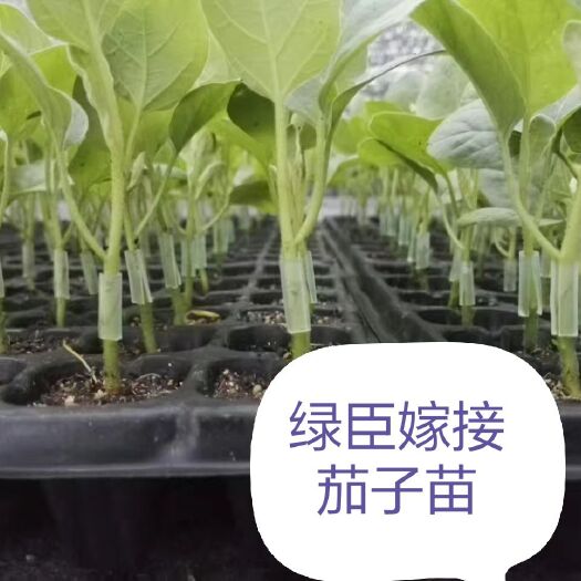 开平市桃树嫁接枝条 高抗茄子嫁接苗