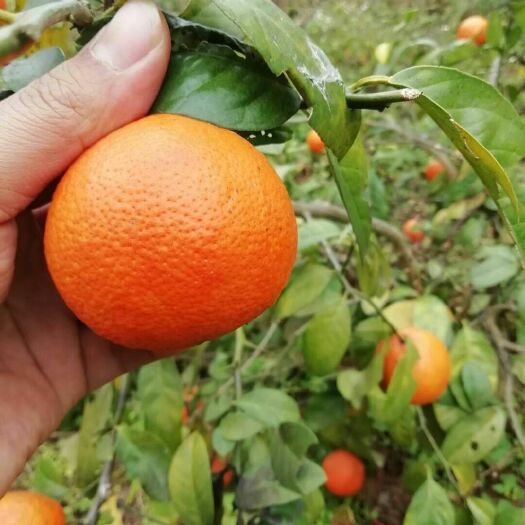 灵山县红肉柠檬苗 广西灵山