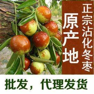 平邑县沾化冬枣苗 