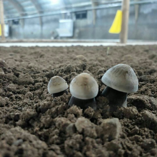 莱阳市鸡枞菌 鲜货 人工种植 黑皮鸡枞 5cm~7cm 