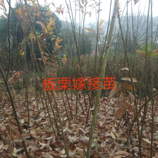 简阳市大红袍板栗苗 嫁接苗 1.5~2米 