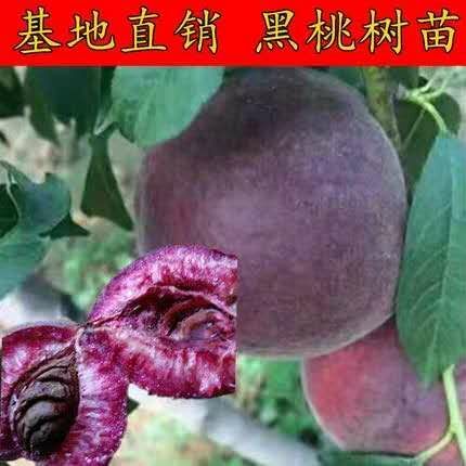 黑桃苗 1.5~2.0米 