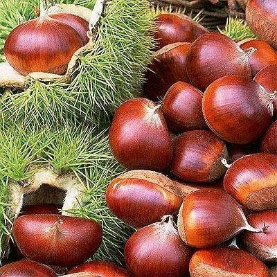 平邑县大红袍板栗苗 嫁接苗 1~1.5米 