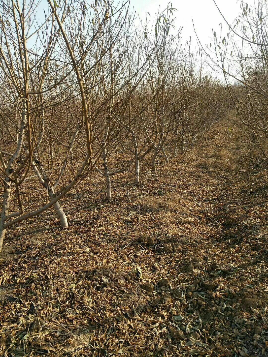 苍溪县冬桃苗 1.5~2.0米 