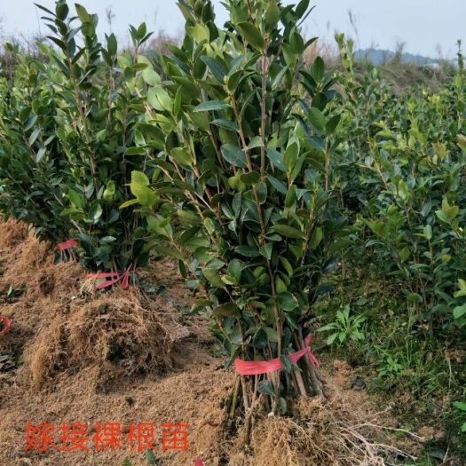 攸县油茶苗  嫁接油茶裸根苗