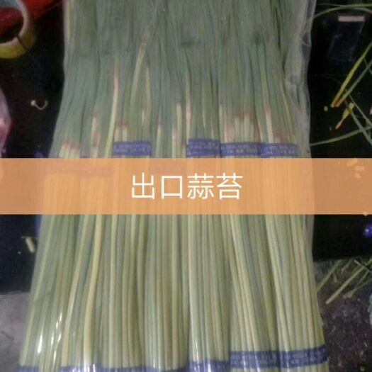 金乡县金乡红帽蒜苔 50~60cm 