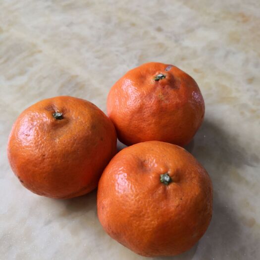 重庆市古红橘 7 - 7.5cm 2 - 3两 