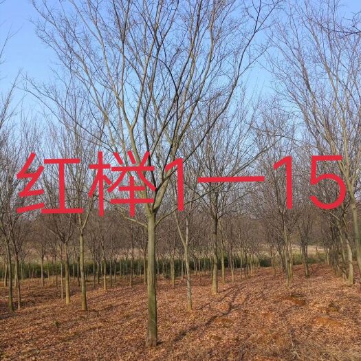 九江红榉 江西精品基地批发1一15公分