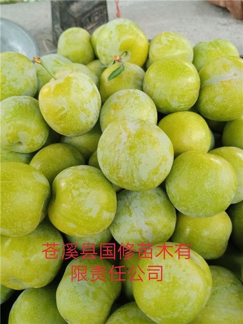 苍溪县蜂糖李子苗 蜂糖李树苗 包邮 脆甜公司直销  免费技术指导