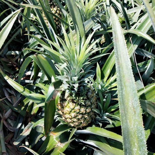 徐闻县菠萝 广东省湛江市徐闻县 三级果
