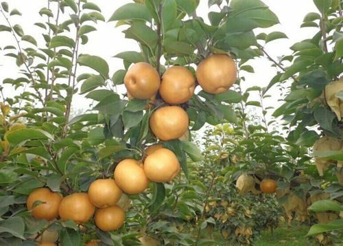平邑县晚秋黄梨苗  1.5~2米 两年苗