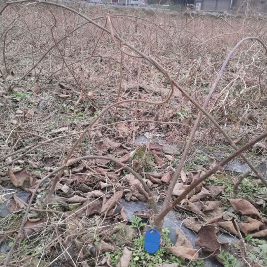 咸丰县红心猕猴桃苗 嫁接苗 