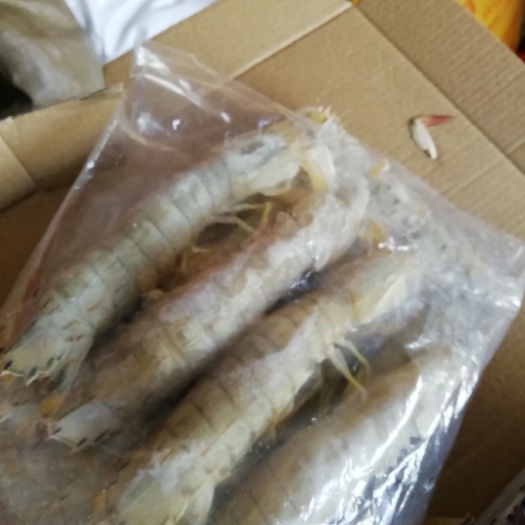 连云港皮皮虾 