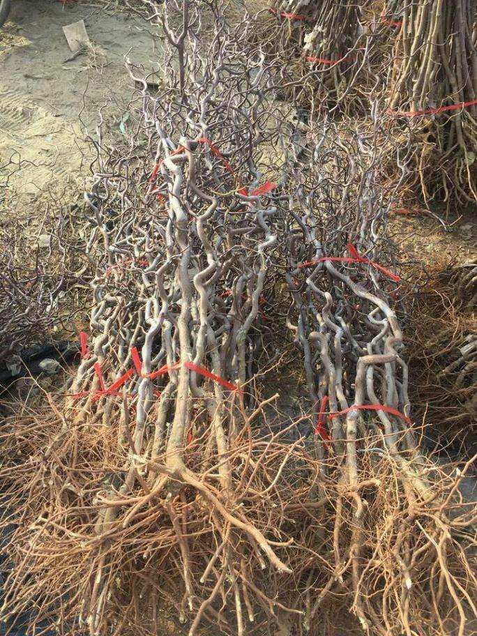龙须枣苗 