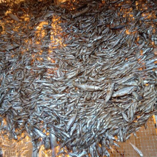 南宁边鱼干  纯淡水小白鱼干 