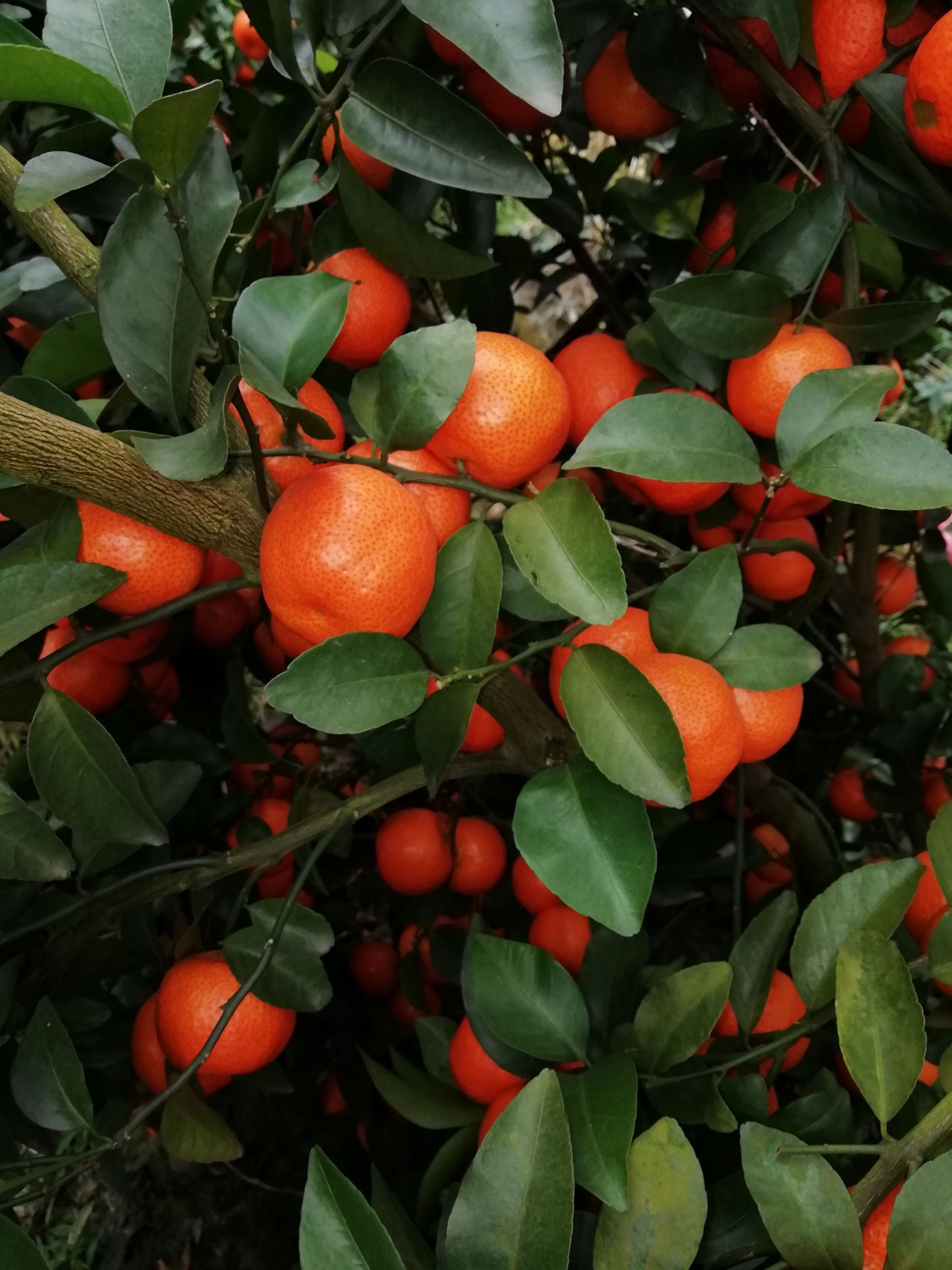 沙糖桔 3.5 - 4cm 1.5 - 2两 