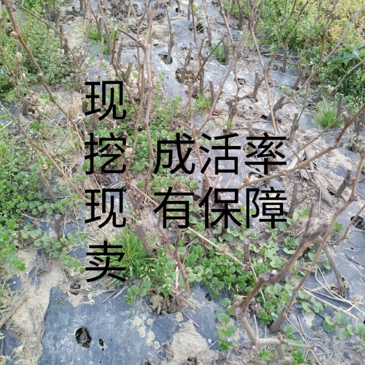 长沙夏黑葡萄苗扦插苗自有种植品种纯正纯度保证甜葡萄品种巨峰葡萄苗