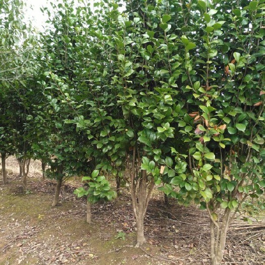 九江茶花树  140cm以上 茶花小苗 批发茶花