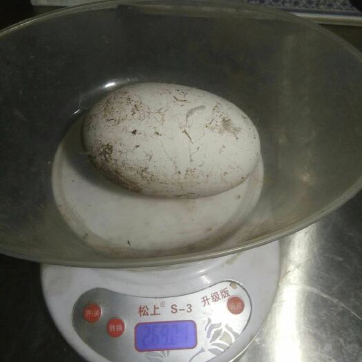 郓城县三花杂交鹅苗 