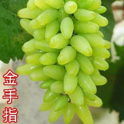 平邑县金手指葡萄苗