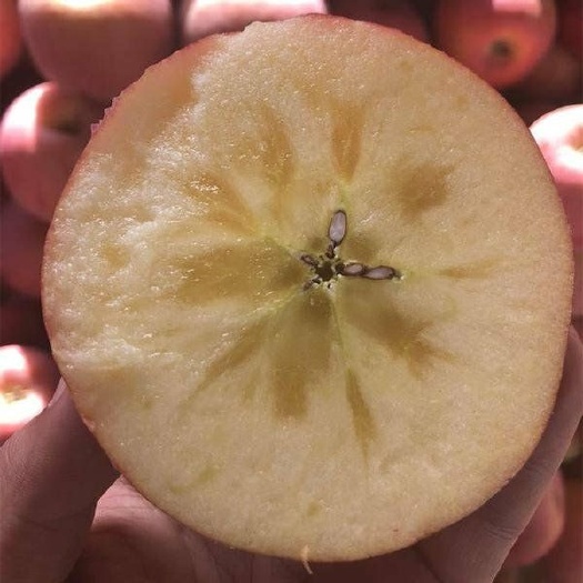 平邑县冰糖心苹果苗 1~1.5米 