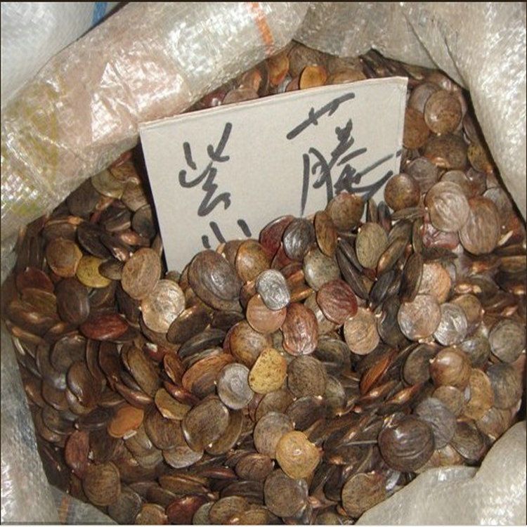 紫藤种子 