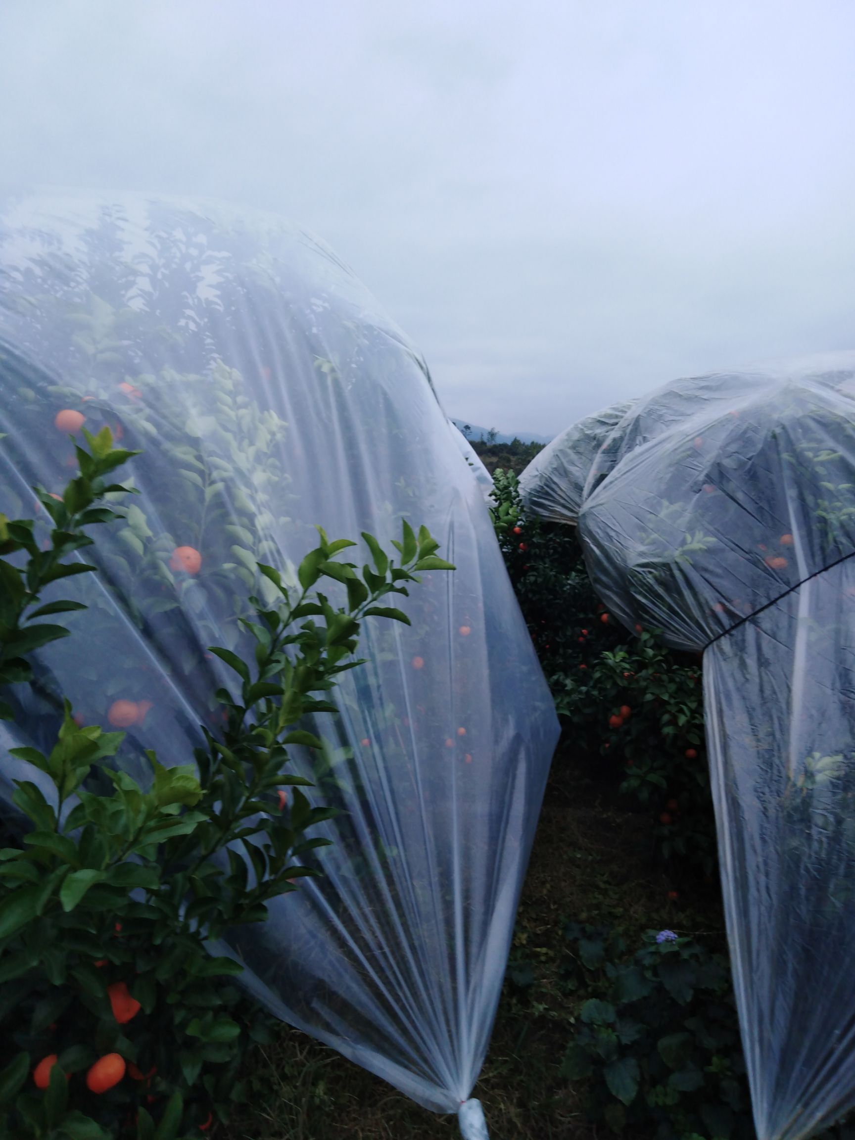 沙糖桔 4 - 4.5cm 1 - 1.5两 