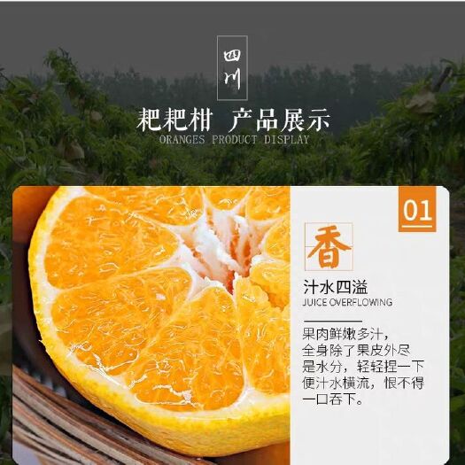 仁寿县不知火 5.5 - 6cm 4两以上 