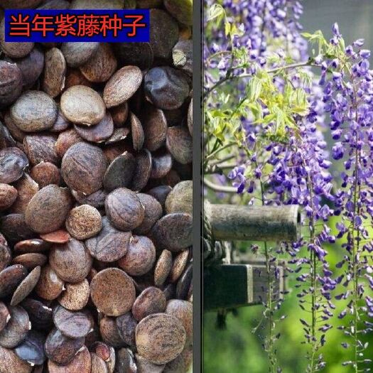 上海紫藤种子 