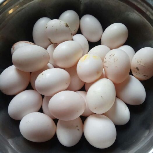 巫山银羽王鸽子蛋 食用 散装 