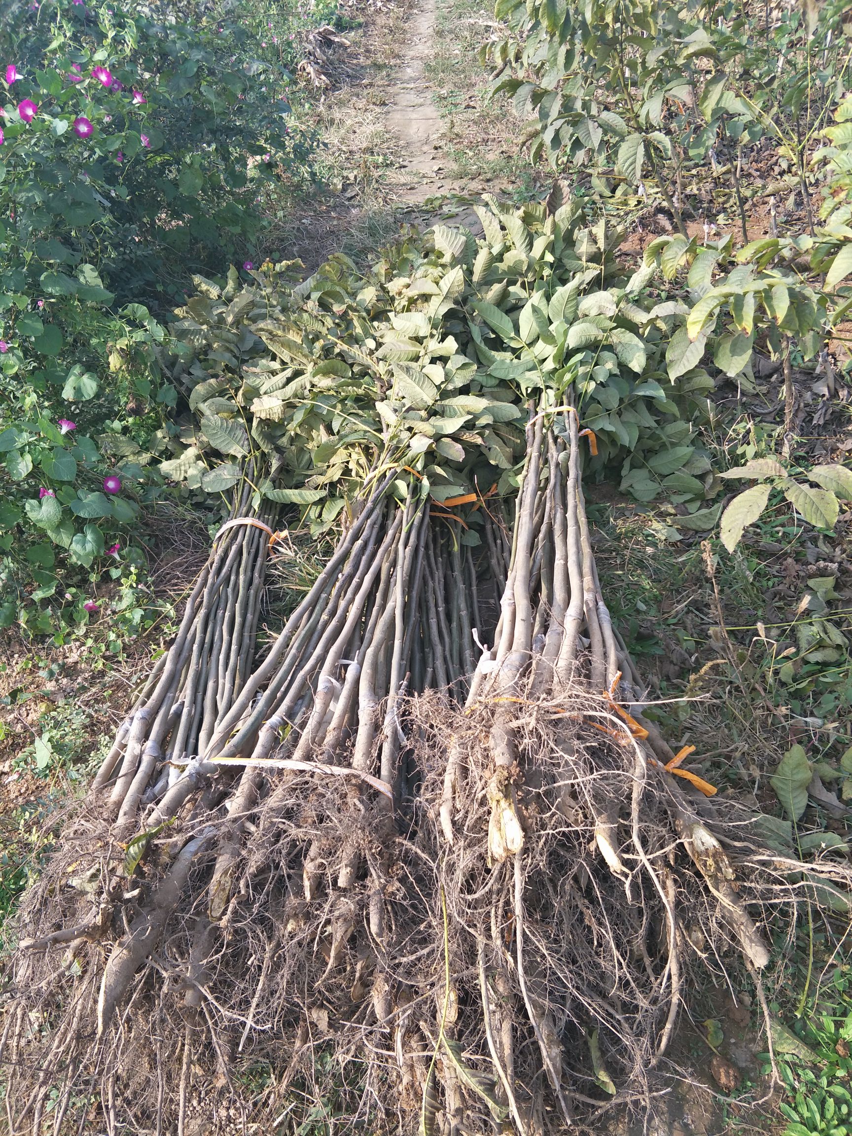 薄皮核桃苗  核桃树5-8公分