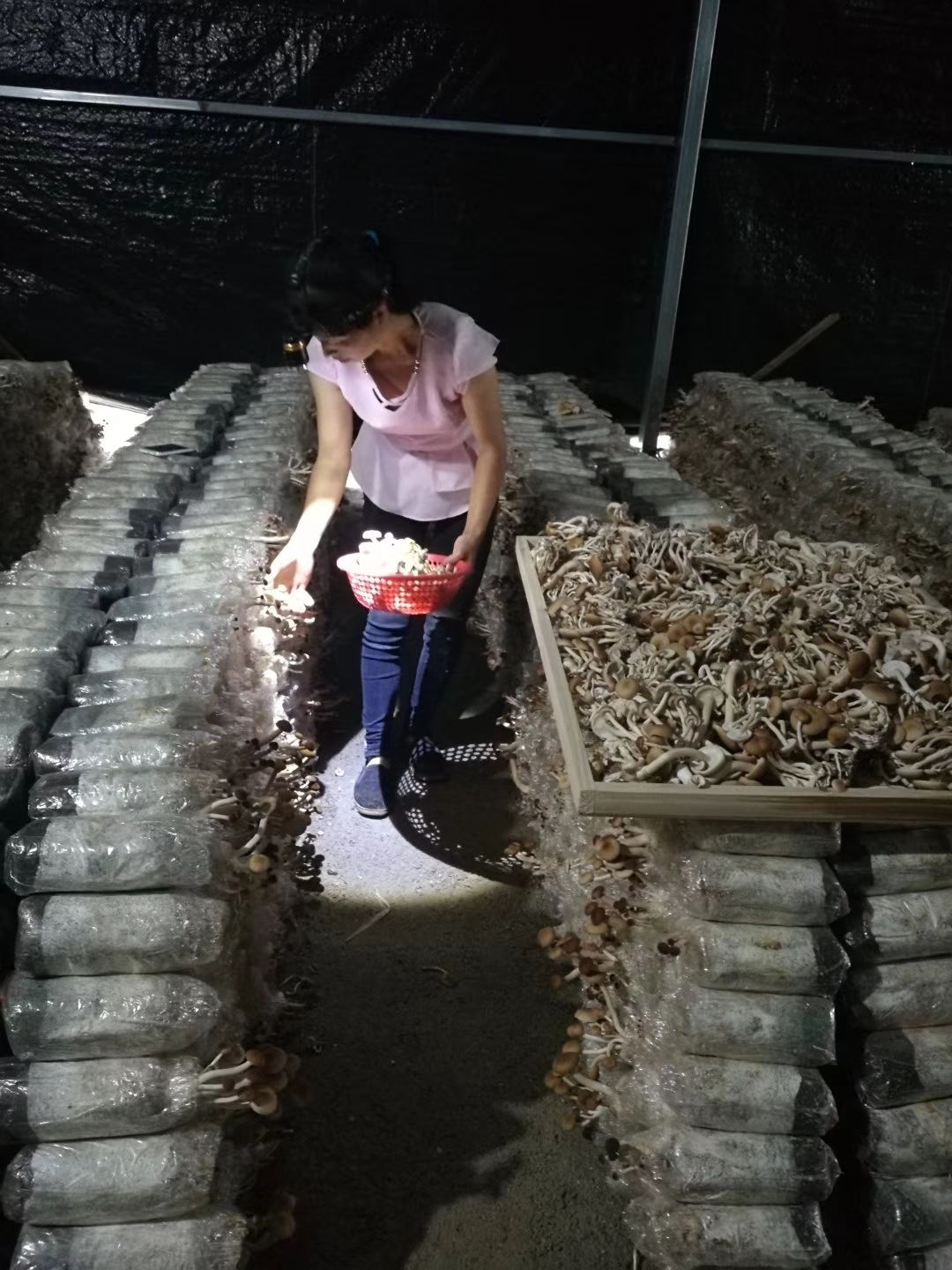 广昌3号茶树菇 10~12cm 已开伞 干茶树菇 