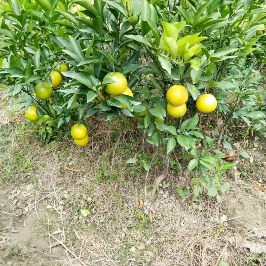容县脐橙树苗 嫁接苗 0.5~1米 