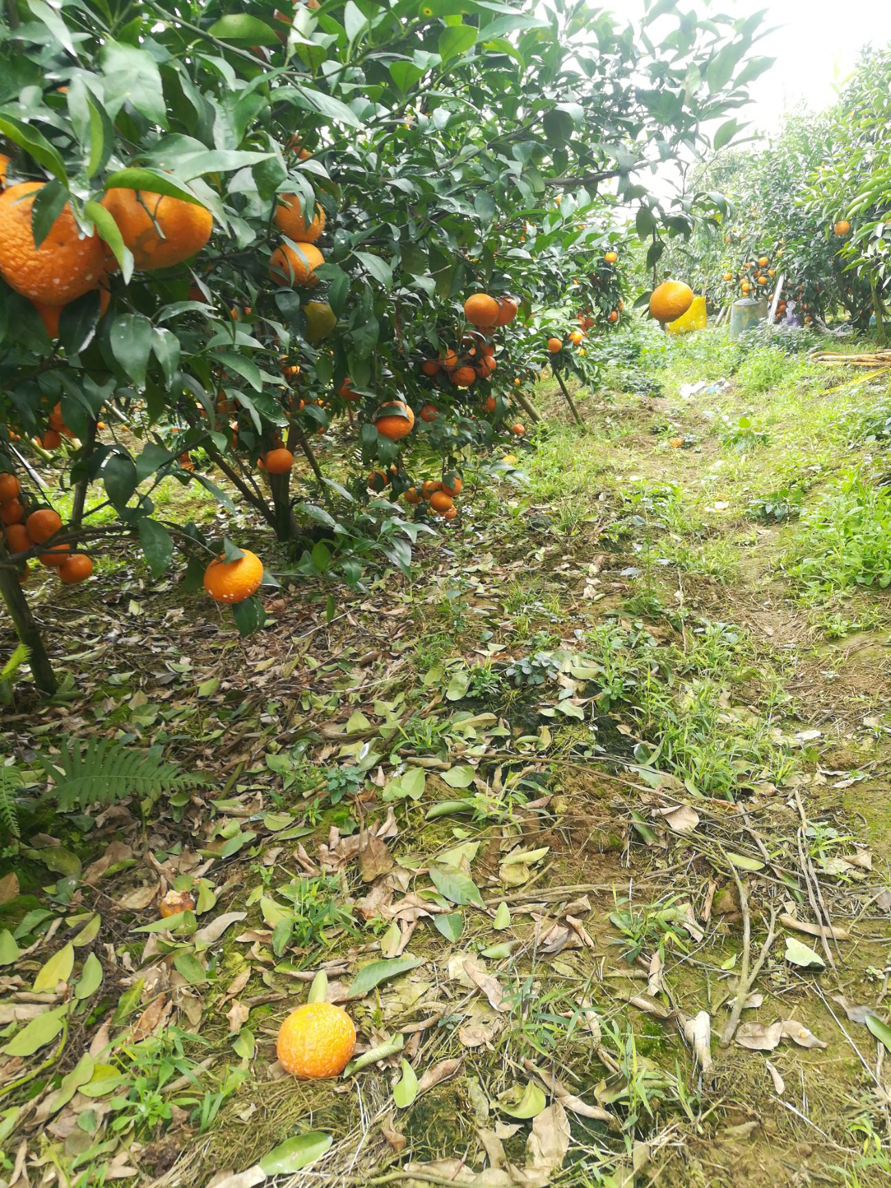 沃柑 统货 3两以上 