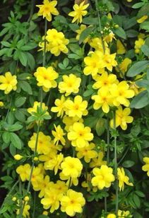 绿化苗木苗圃直销迎春花爬藤花卉