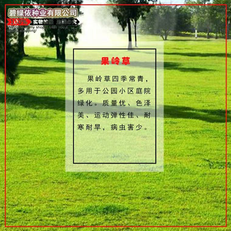 狗牙根种子 草坪种子四季青护坡草皮草籽免修剪狗牙根马尼拉高羊
