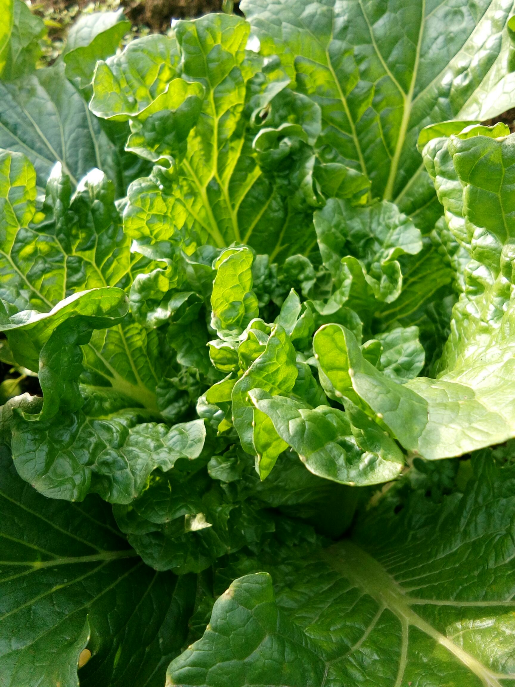 [青麻叶大白菜批发]麻叶青白菜 2~3斤 二毛菜 价格0.5元/斤 - 惠农网