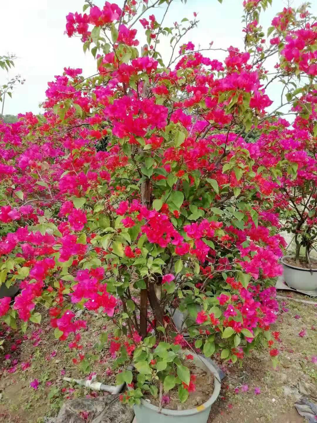 三角梅 1~2米 同安红紫花三角梅绿化工程盆苗