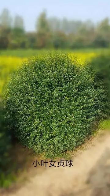 小叶女贞 女贞球精品球