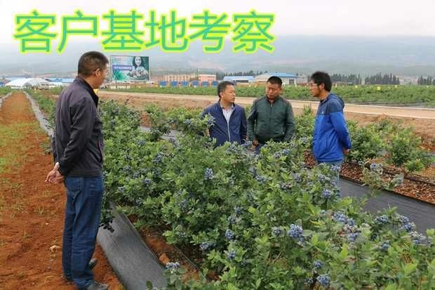 平邑县伊丽莎白蓝莓苗 