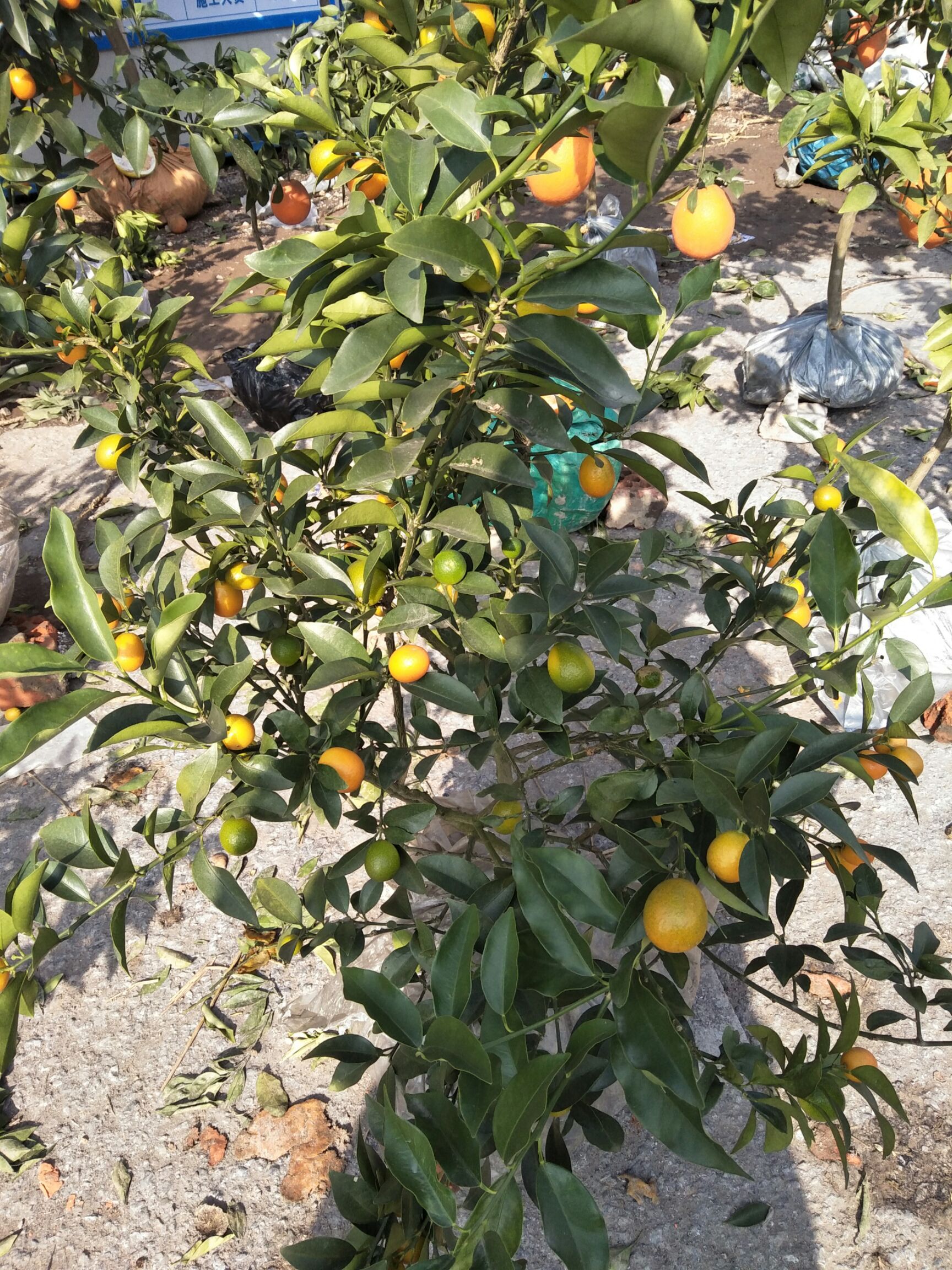 四季桔苗 造型树 0.5~1米 