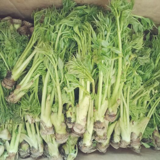 丹东蒲公英（鲜食） 各种野菜新鲜美味