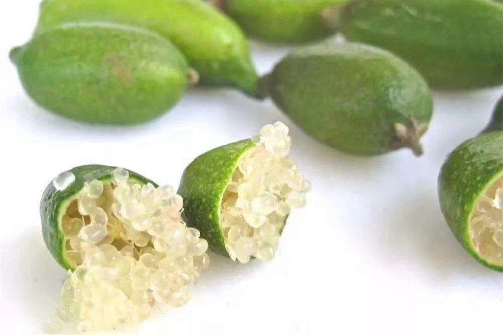 手指柠檬嫁接苗