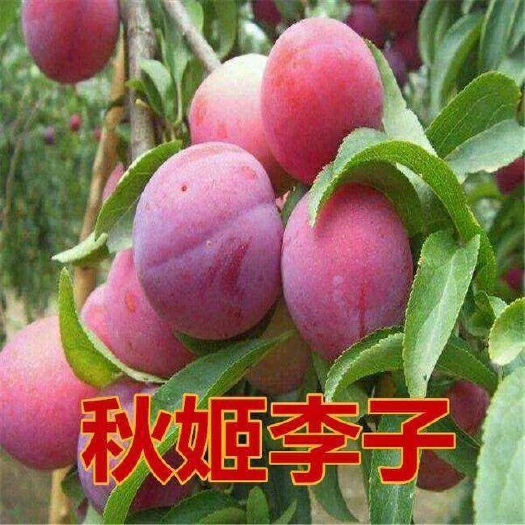平邑县秋姬李子苗 