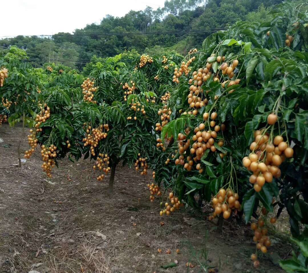 鸡心黄皮苗 味甜蜜香 肉脆汁多