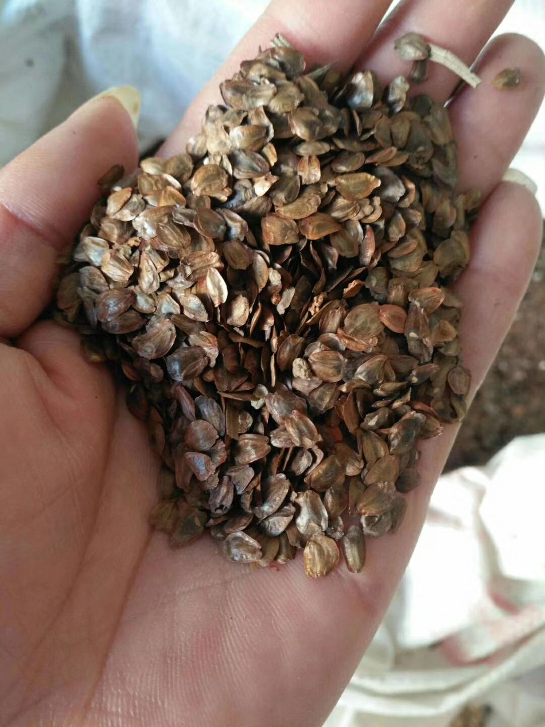 新采杉木种子池杉云杉冷杉落羽家杉柳杉籽杉木树种子速生杉树籽