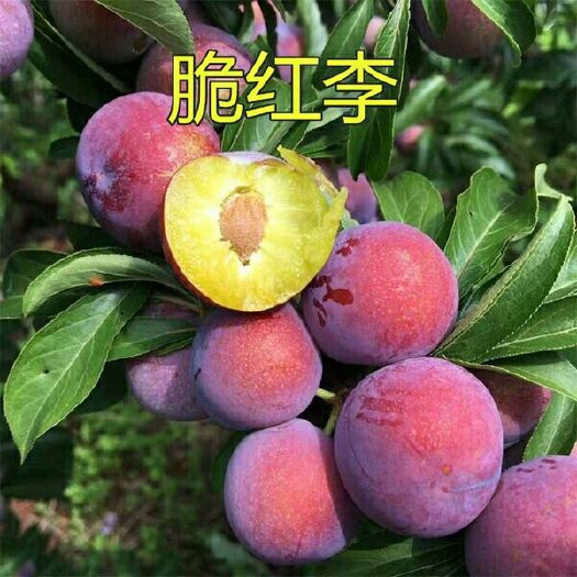 平邑县红布林苗 红布朗李子嫁接苗，脆甜可口，现挖现卖，保证品种，保湿发货