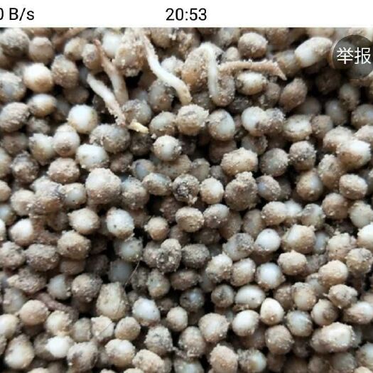 昆明重楼种子