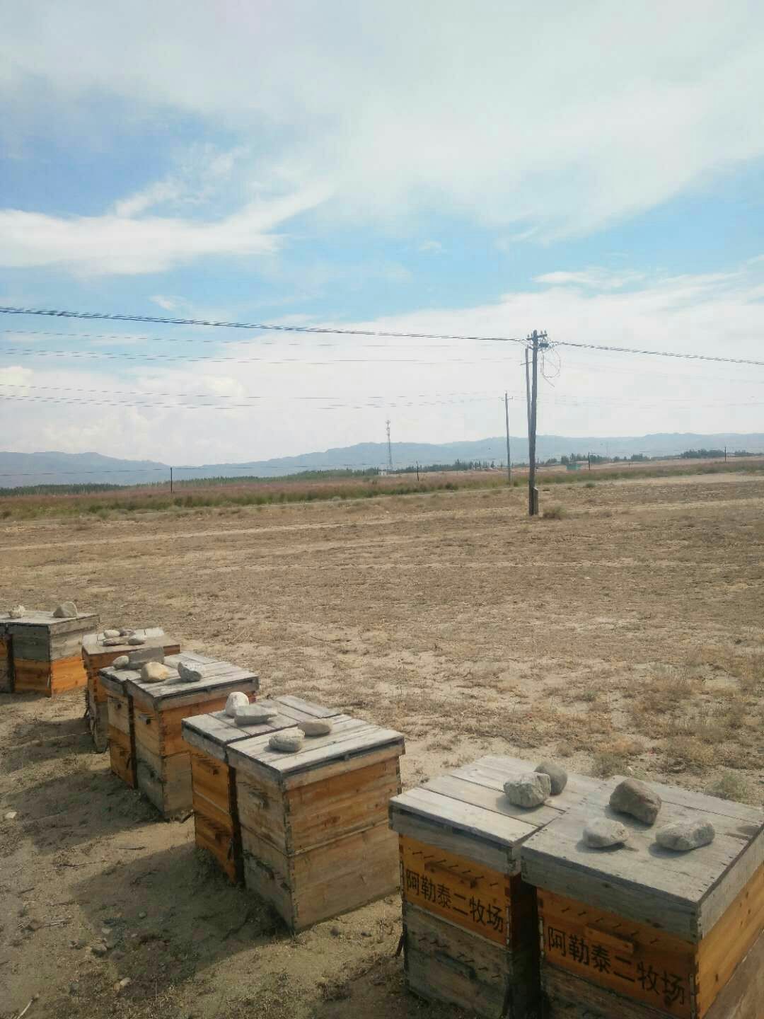  新疆特产蜂蜜百花蜜